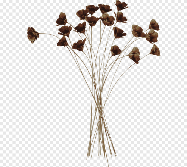 Сухие цветы на прозрачном фоне
