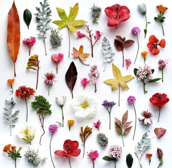 Засушенный цветочек