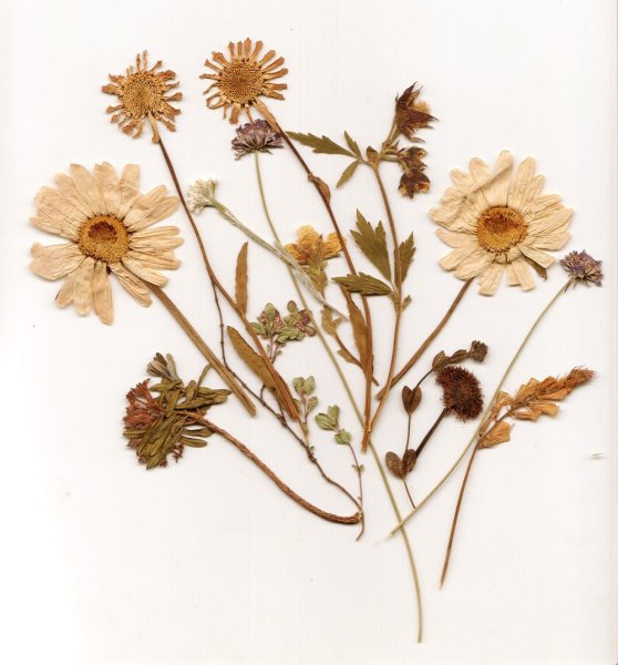 Высушенный цветок гербарий
