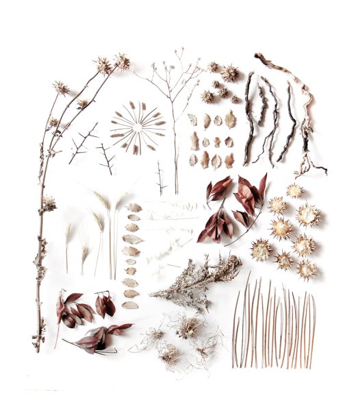 Сухоцветы Графика