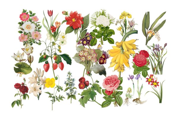 Гербарий из полевых растений