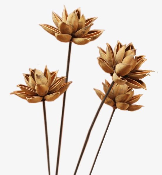 Сухоцветы на прозрачном фоне