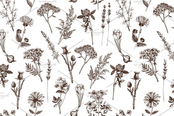 Сухоцветы Графика