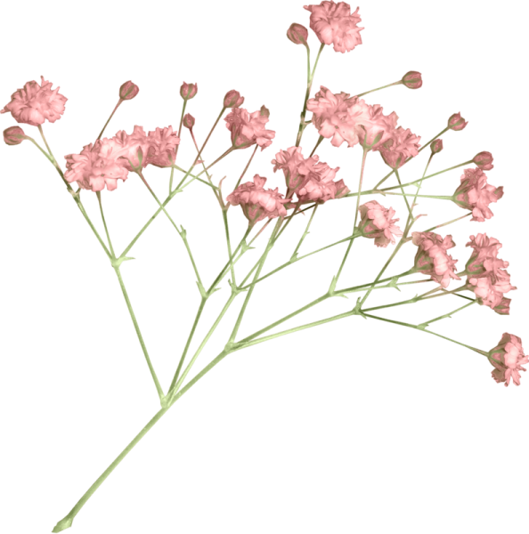 Сухие цветы на белом фоне