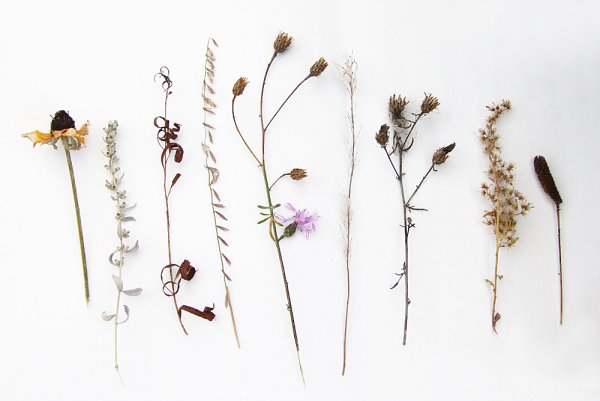 Сухая трава гербарий сухоцветы