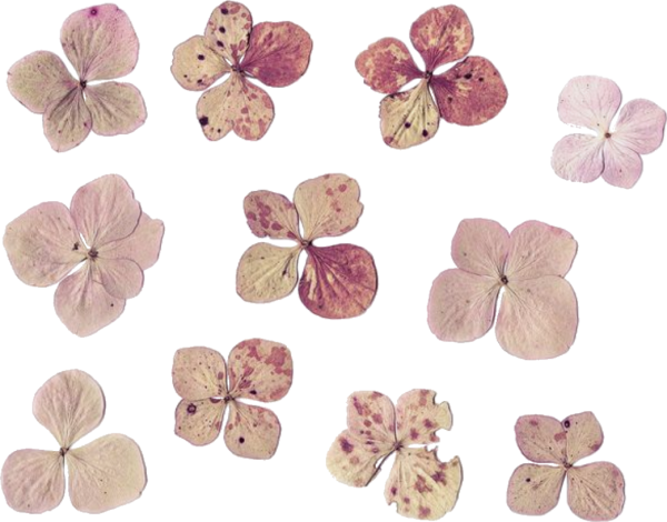 Маленькие засушенные цветочки