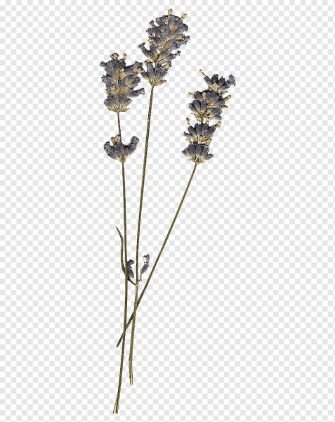 Сухие цветы на прозрачном фоне