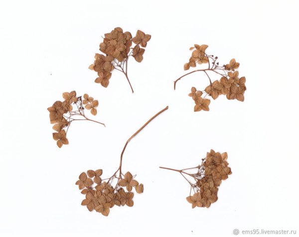 Сухие веточки