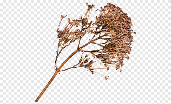 Сухая трава гербарий сухоцветы