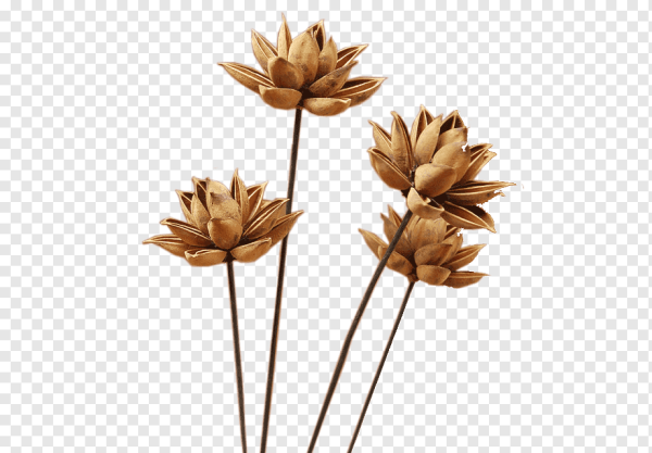 Коричневые цветы на прозрачном фоне