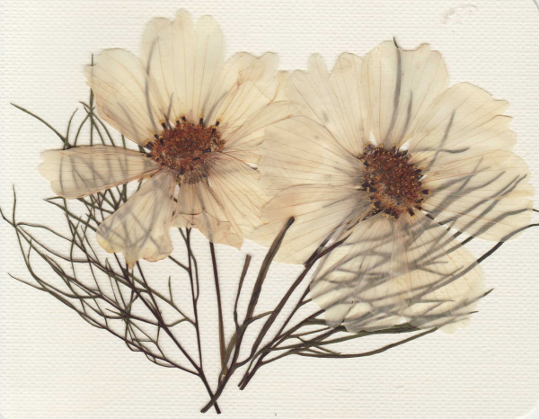 Сухая трава гербарий сухоцветы