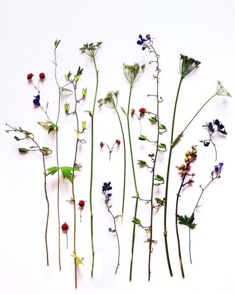 Засушенные цветы Эстетика гербарий