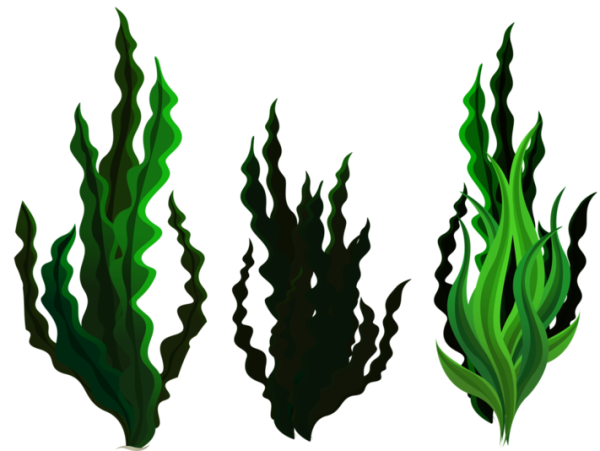 Водоросли для вырезания