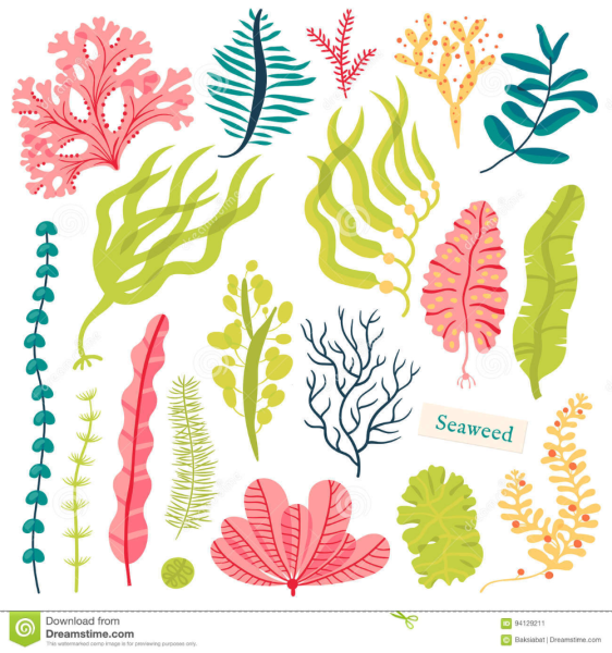 Морские водоросли вектор
