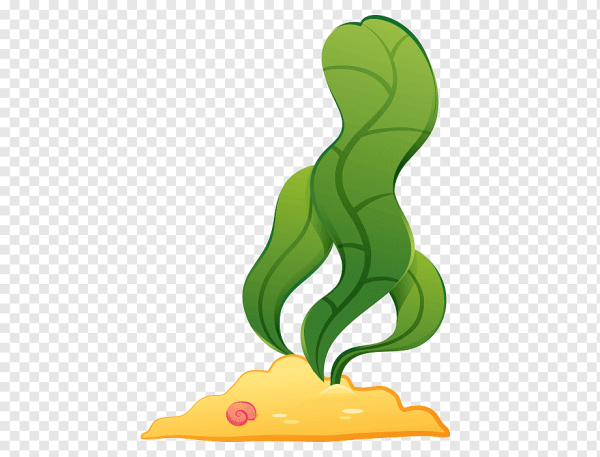 Бэби Шарк водоросли