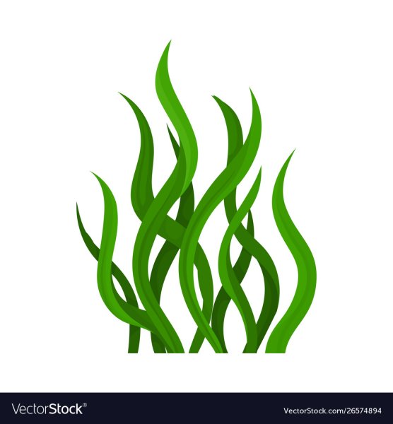 Водоросли стилизация