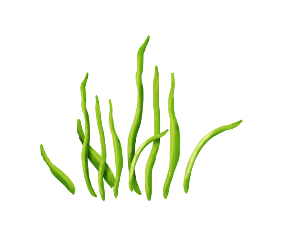 Водоросли на белом фоне