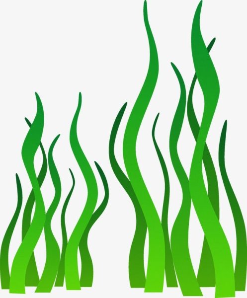 Водоросли для детей