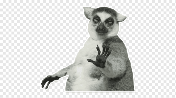 Узбагойся лимур