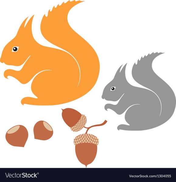 Белка с орехом вектор