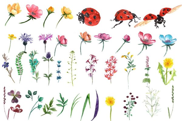 Жасмин цветы