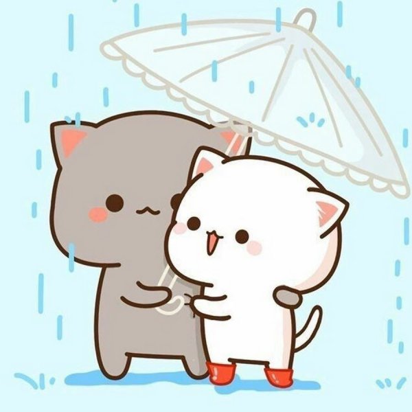 Кавайные котики любовь