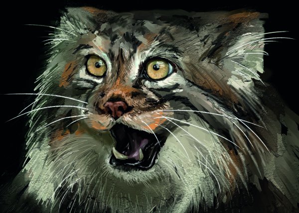 Фурри Манул