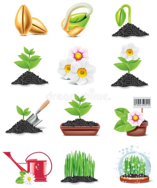 Алгоритм посадки цветов для детей