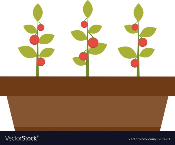 Рассада в ящиках вектор