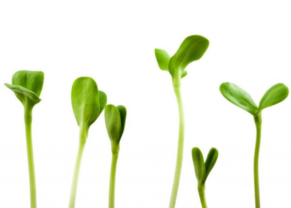 Стикеры рассады на белом фоне