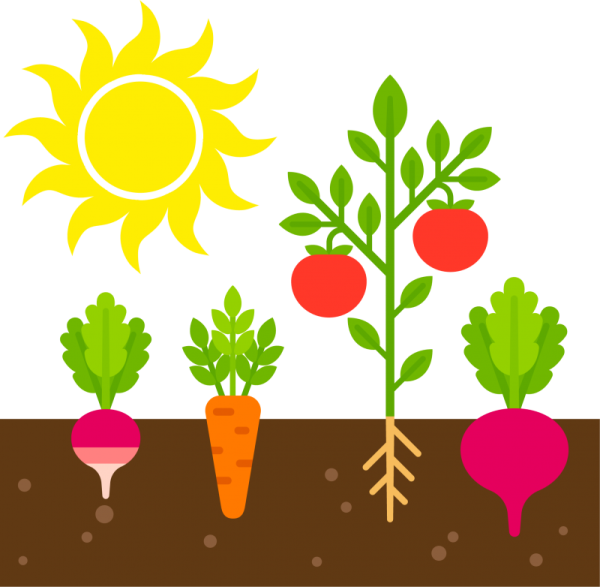 Грядка с овощами для детей