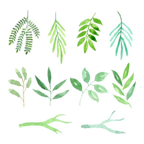 Листья Monstera вектор