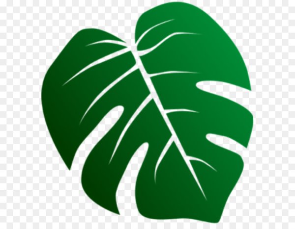 Листья тропики