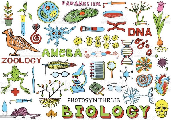 Наклейки биология