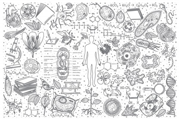 Биологические иллюстрации