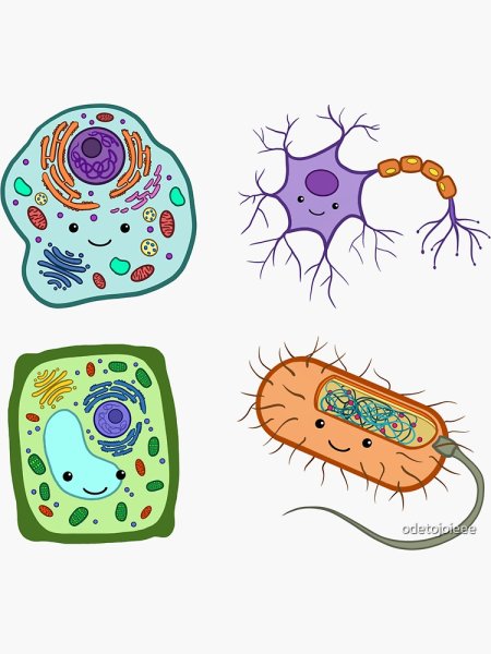 Наклейки биология