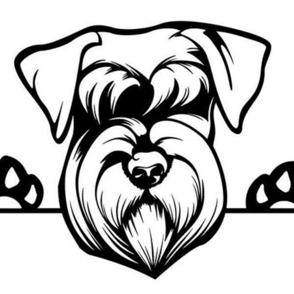 Цвергшнауцер вектор