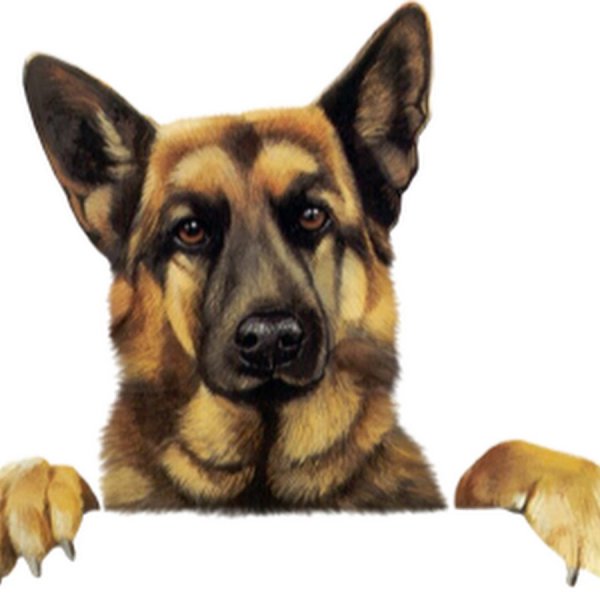 Восточно-европейская овчарка рисунок