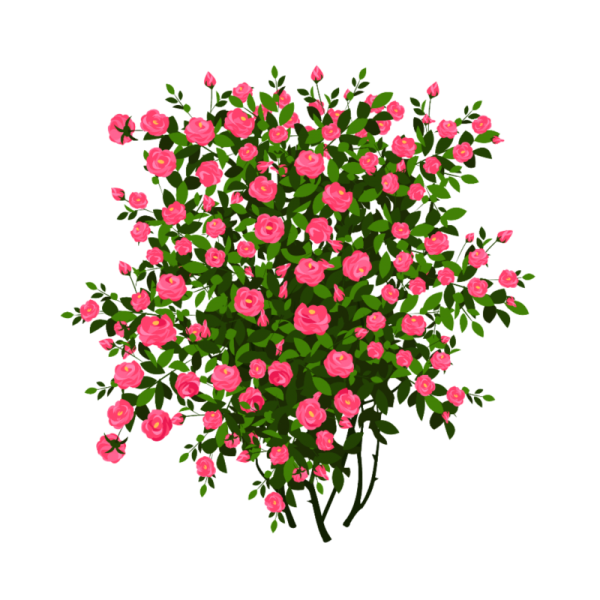 Кустовая роза кустарник