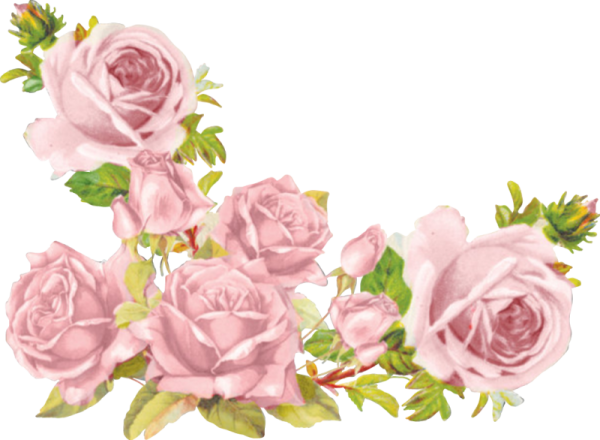 Нежные розы на прозрачном фоне