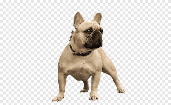 Французский бульдог на белом фоне