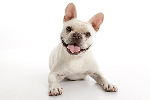 Французский бульдог Идальго Фрэнк