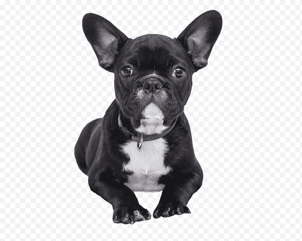 Бостонский бульдог черный