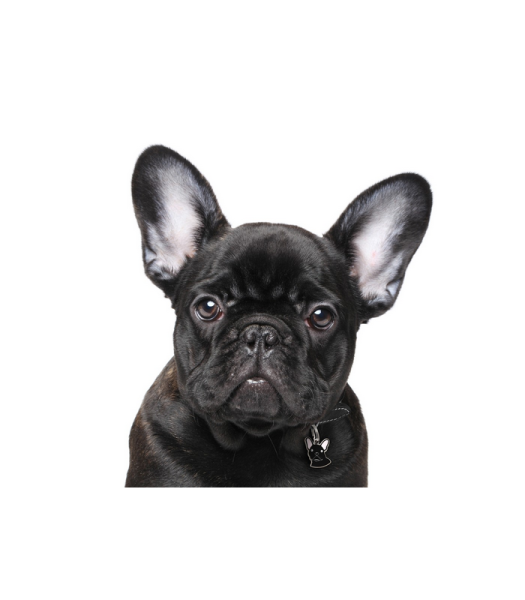 BOGACHO французский бульдог