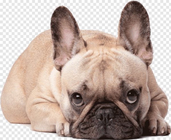 Брутальный французский бульдог