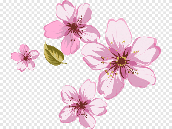 Цветок Сакуры вектор