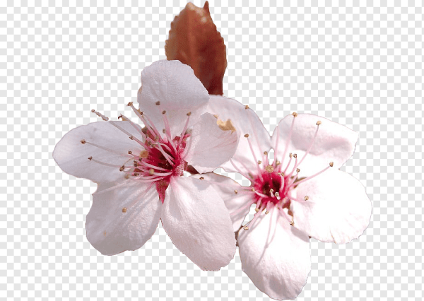 Цветы вишни