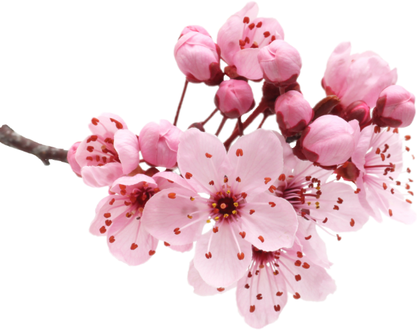 Ветка Цветущая