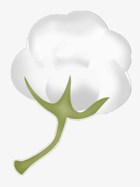 Хлопок растение на белом фоне