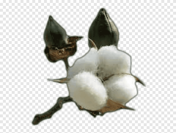 Хлопок растение на белом фоне